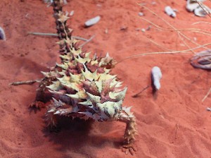 背中のタンクがおしゃれなthornydevil